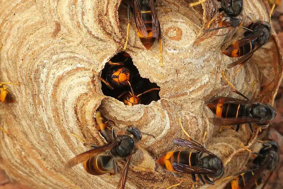 adieu les nids de frelons asiatiques cette plante à mettre dans son jardin est un répulsif naturel hyper efficace