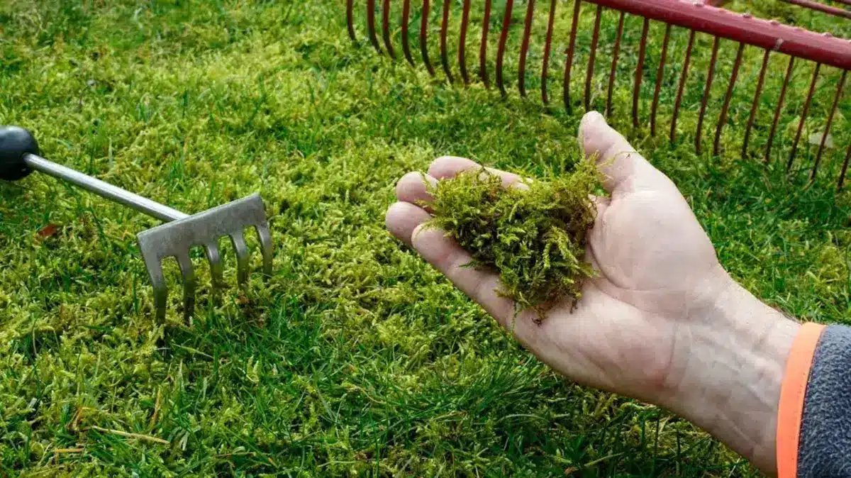 comment se débarrasser naturellement de la mousse dans le gazon ou la pelouse