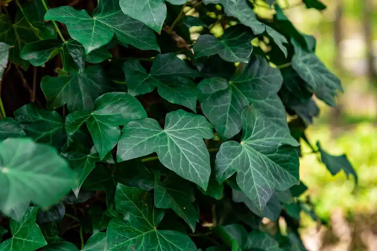 d’après cet expert en urbanisme, cette plante mal aimée est en réalité un excellent isolant