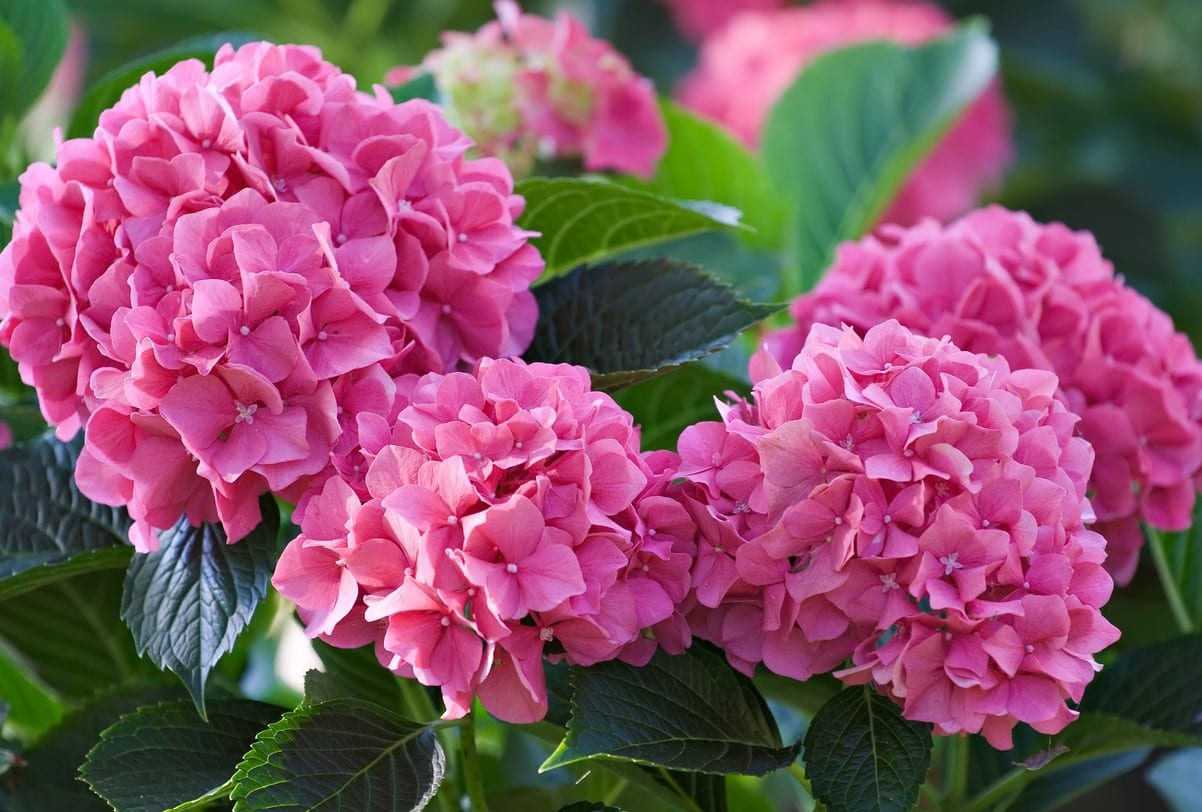 hortensias n’oubliez pas ce geste primordial à effectuer avant le mois de septembre, pour avoir une floraison incroyable