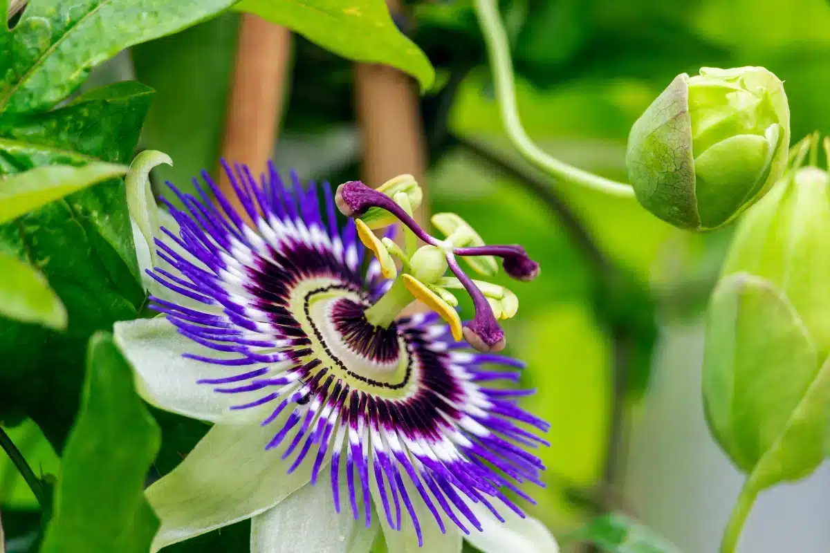 jardin, cette plante vendue chez lidl est hyper efficace pour éviter le vis à vis avec mes voisins