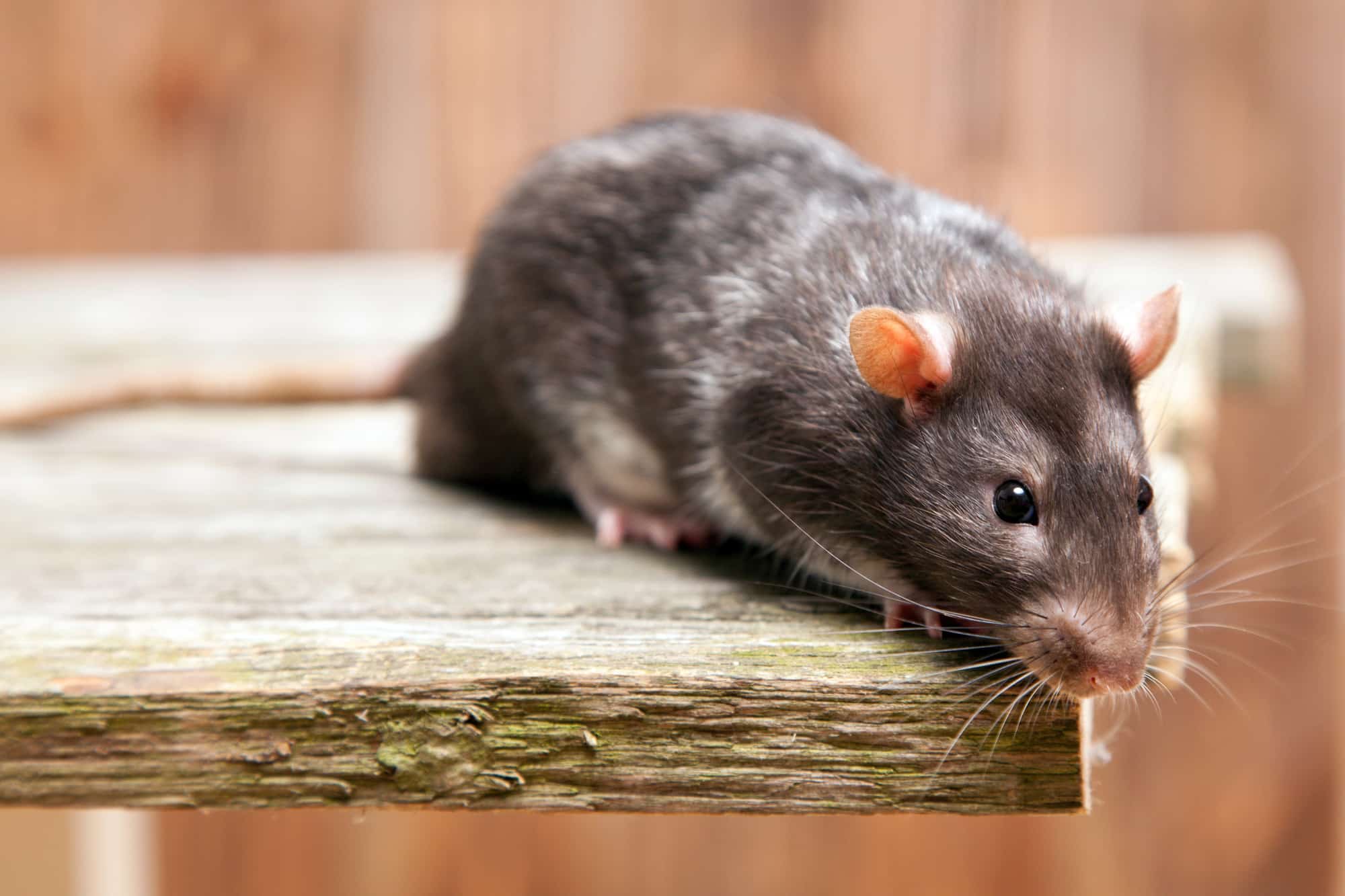 rats et souris cette simple feuille est l’astuce ultime pour les faire fuir pour toujours