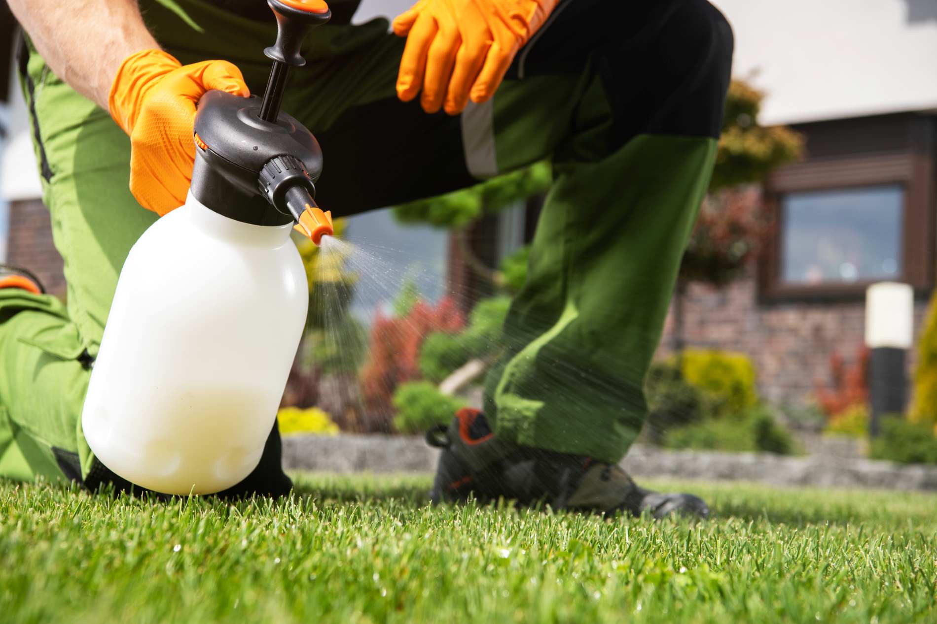 faut il désherber avec de l’eau de javel, ce jardinier vous répond enfin