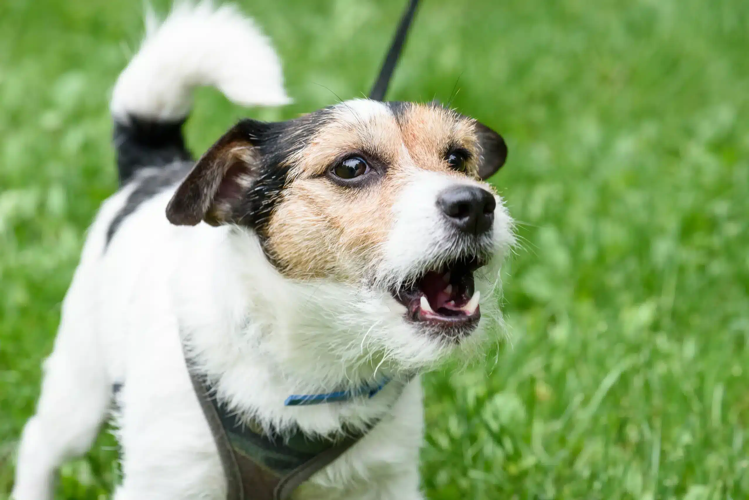 grâce aux aboiements du chien de mon voisin, je touche 90 euros tous les mois sans sortir de chez moi