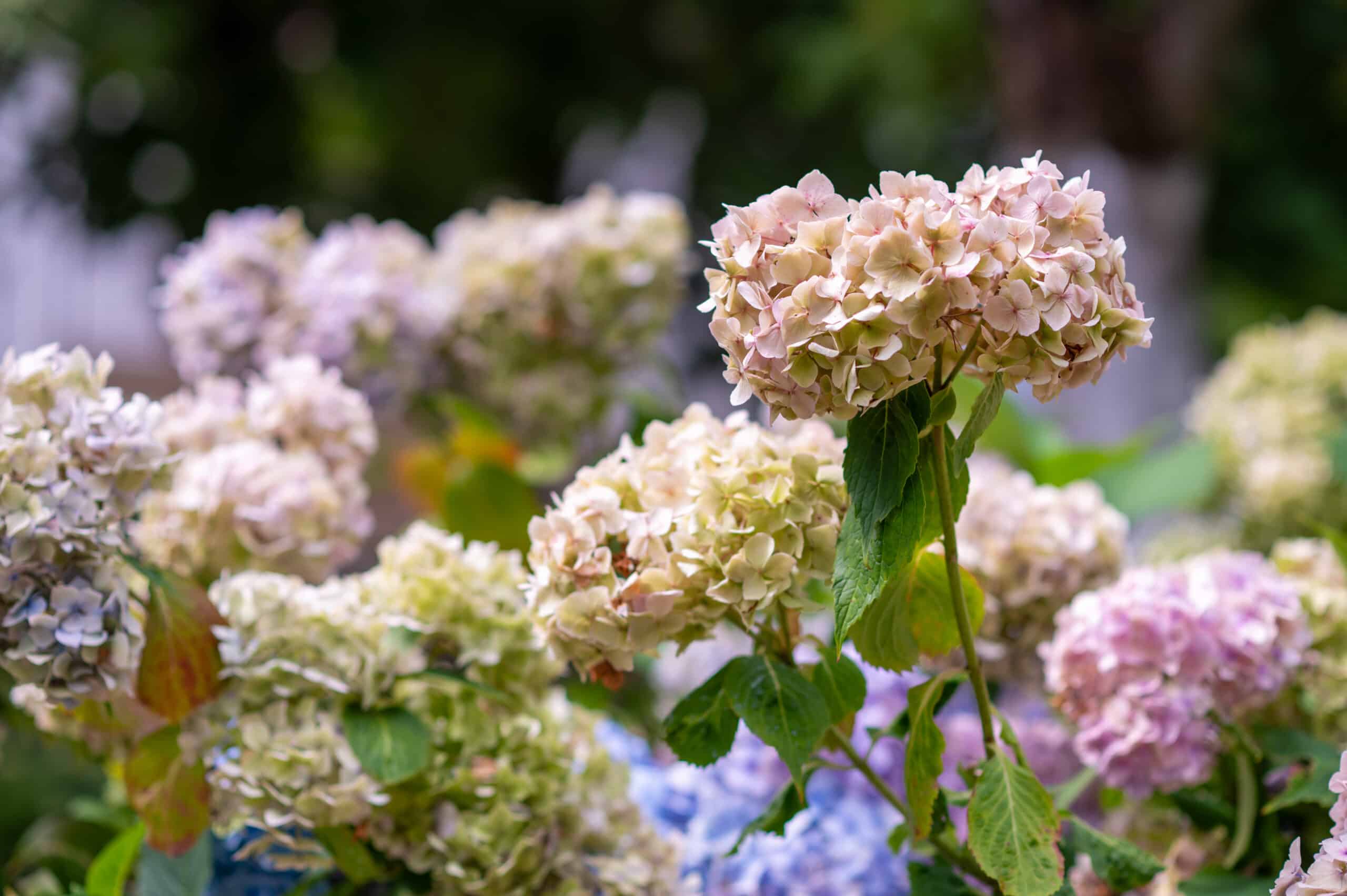 branches of multicolored blooming hydrangea macrophylla