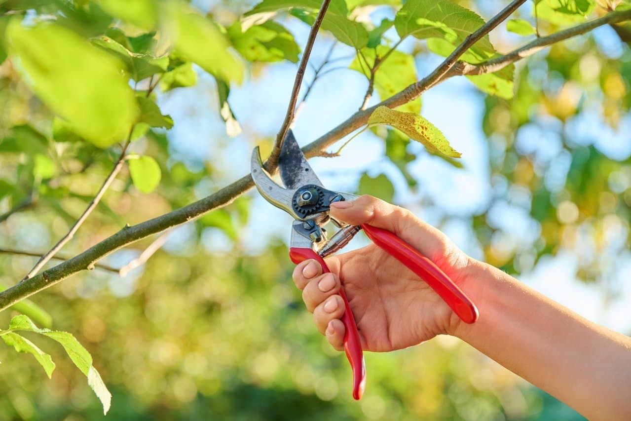 il faut impérativement tailler ces 2 arbres fruitiers début septembre pour vos futures récoltes