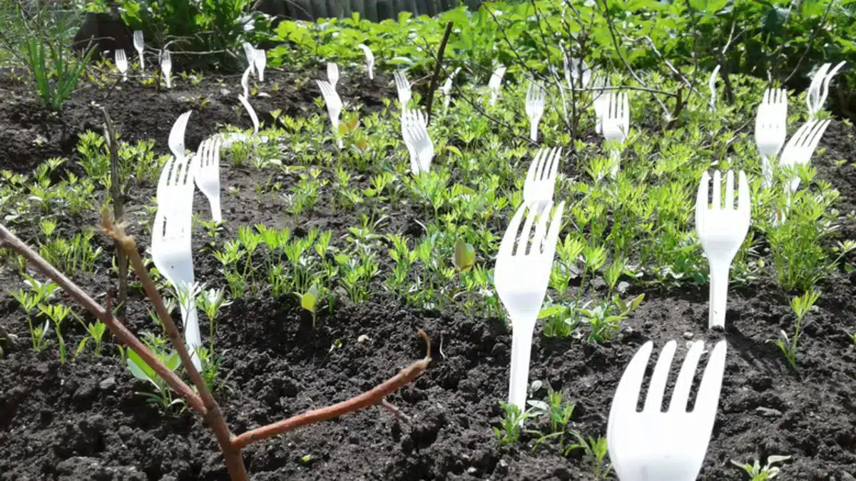 voici pourquoi vous devez absolument planter une fourchette en plastique dans votre potager