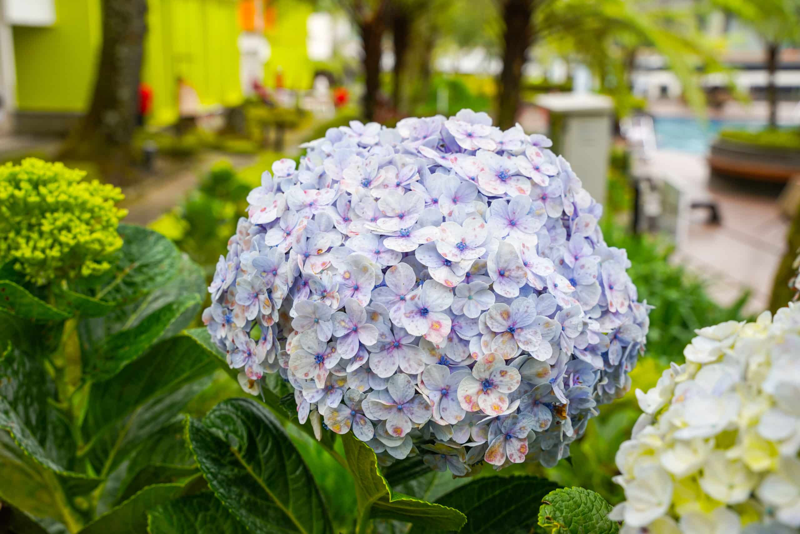 Vos hortensias fleuriront magnifiquement si vous ajoutez cet élément naturel à leur sol avant fin septembre