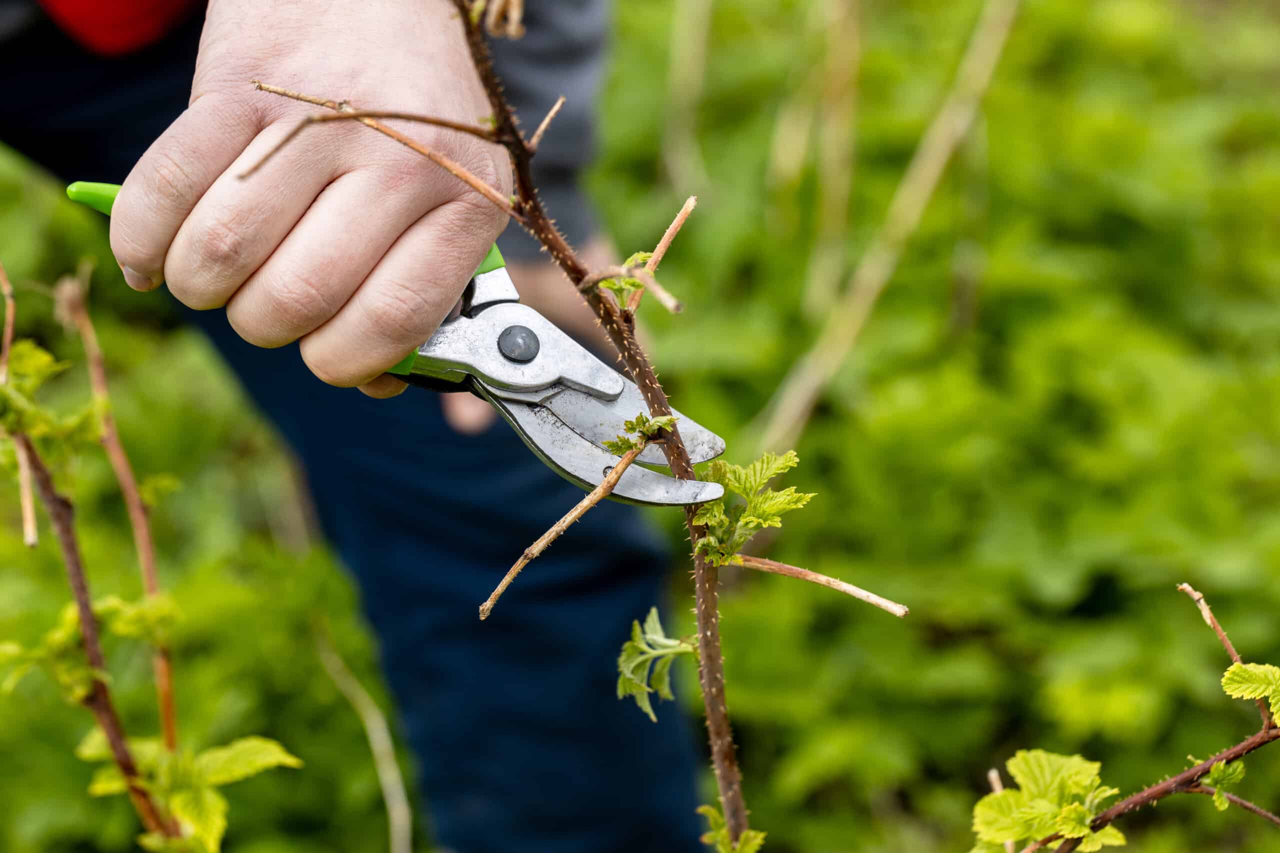 a gardener manually cuts a raspberry bush with a bypass pruner.