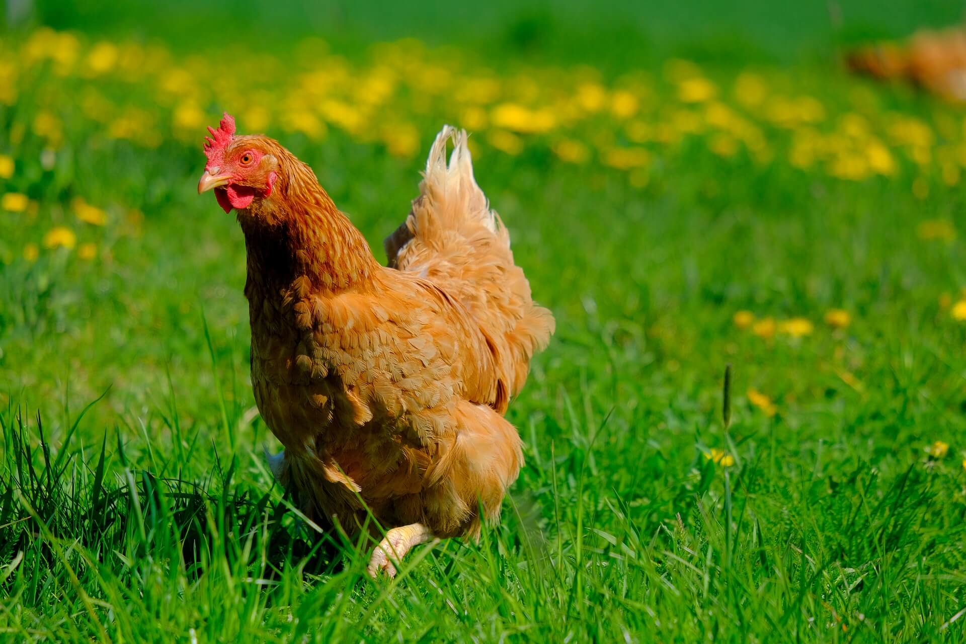 si vous laissez vos poules se promener dans le jardin, vous êtes potentiellement hors la loi voici pourquoi